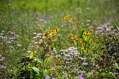 photo of a meadow in summer