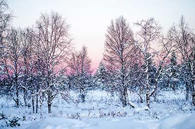 snowy trees at sunset